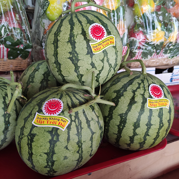 Dưa hấu không hạt (Mặt trời đỏ)